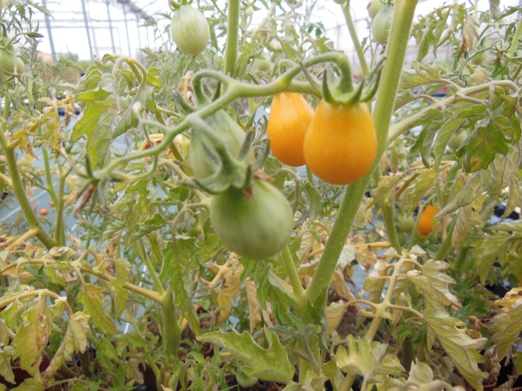 Tomate cerise jaune Yellow Pearshaped