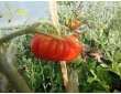 Tomate costoluto genovese