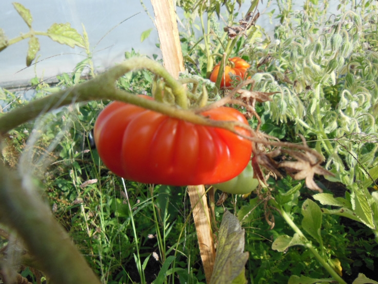 Tomate costoluto genovese