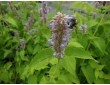 Agastache menthe, plante des pollinisateurs