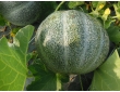 Melon petit gris de Rennes