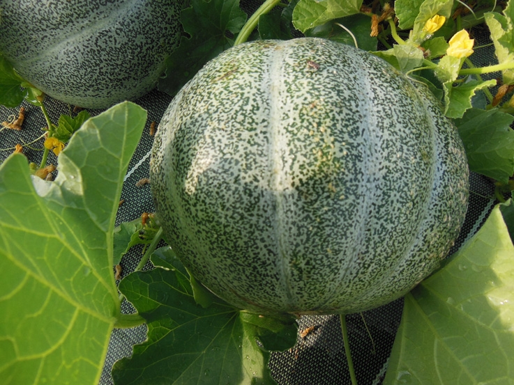 Melon petit gris de Rennes