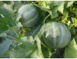 Melon petit gris de Rennes