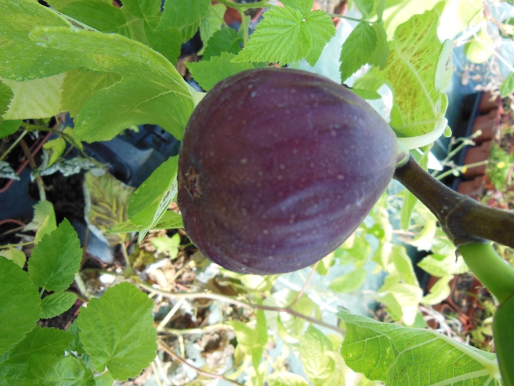 Figuier Violette d'Argenteuil