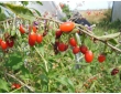 Arbre de goji