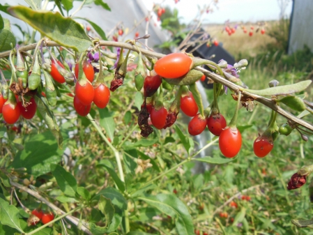 Arbre de goji