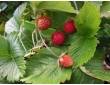 Lot de fraises des bois