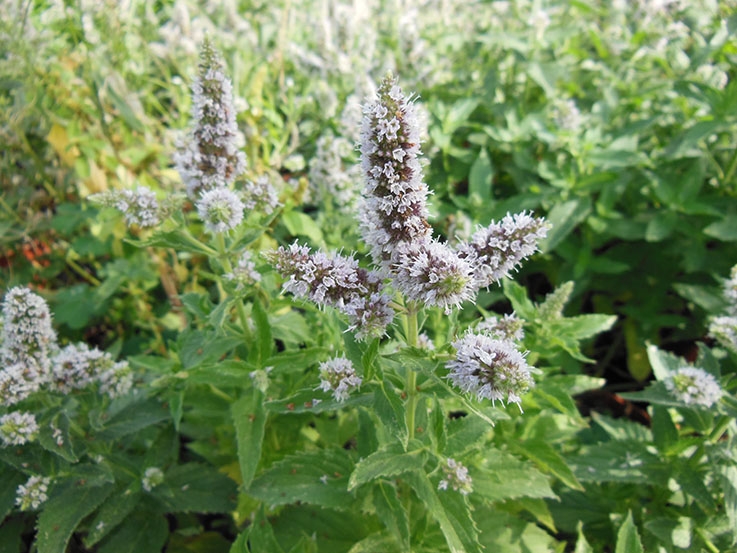 Menthe des champs en pot : menthe en pot - Aromatiques