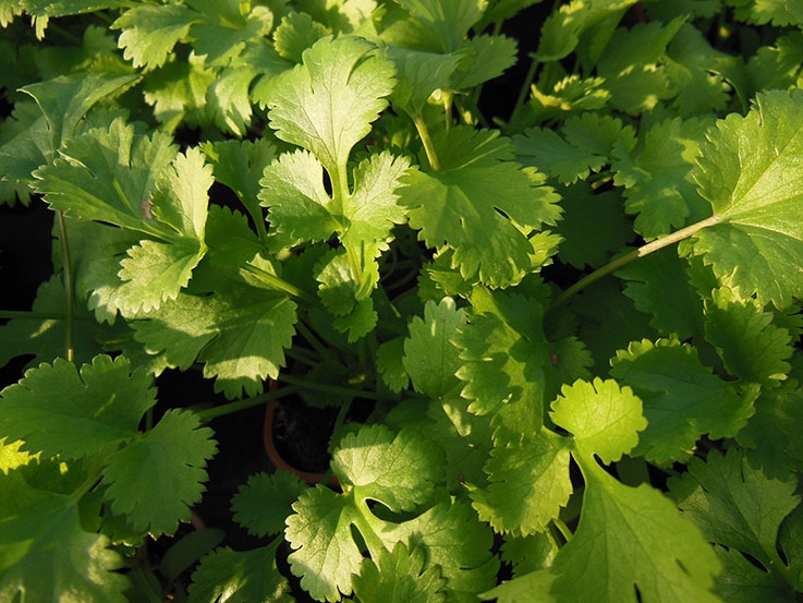 Plant Coriandre En Pot Achat Plantes Aromatiques Aromatiques