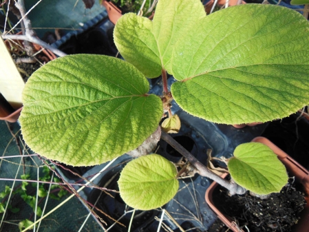 Actinidia tomuri mâle