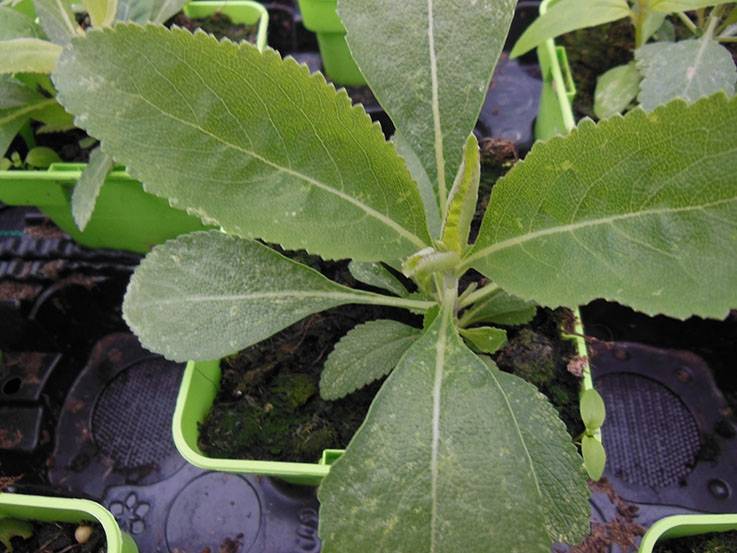 Sauge blanche ou sauge sacrée, Salvia apiana 