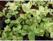 Menthe calixte