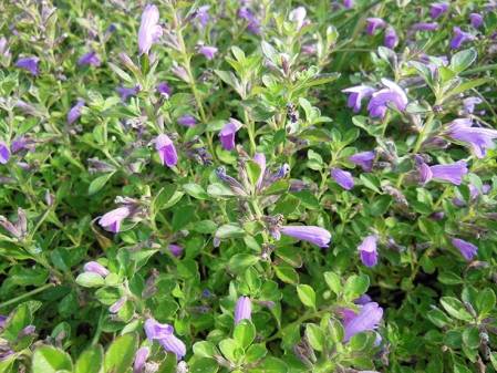 Plante Colibri menthe