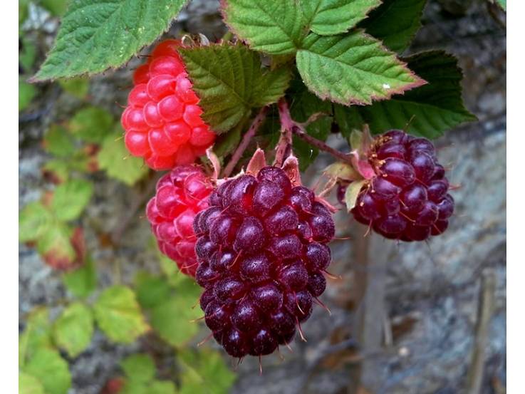 Mûroisier rouge de Logan