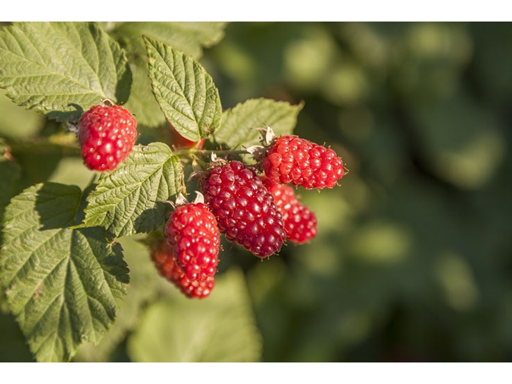 Mûroisier rouge "Tayberry Buckingham"