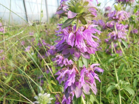 Monarde citron