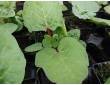 Rhubarbe Sanvito rouge