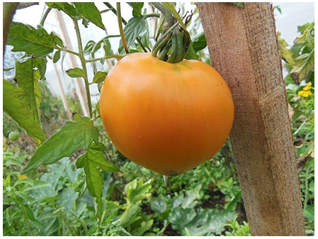 Tomate Coeur de boeuf orange