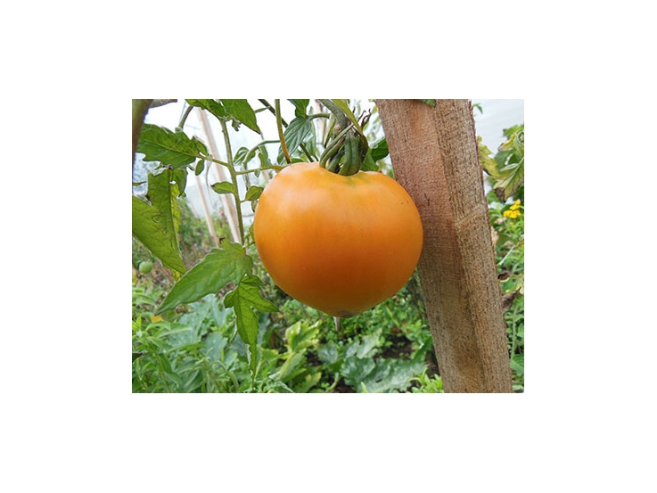 Tomate Coeur de boeuf orange