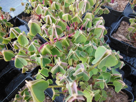 Oca blanche du Pérou