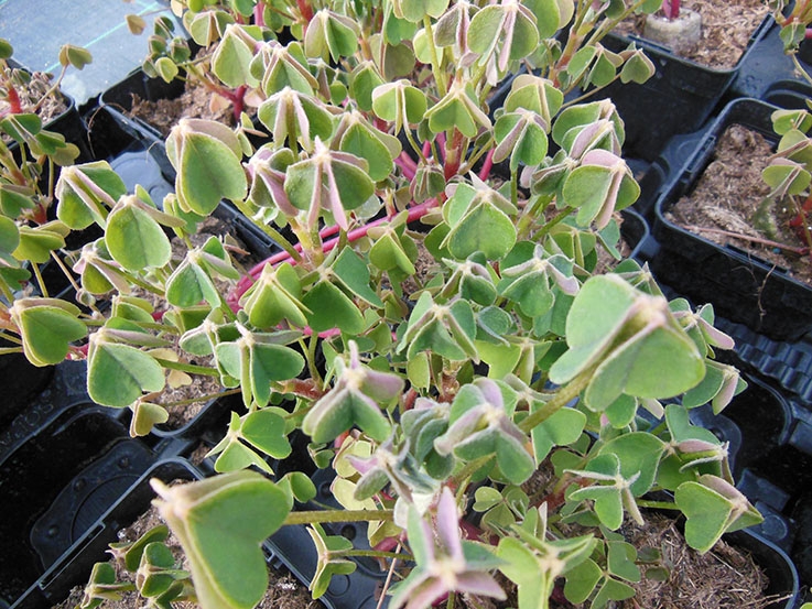 Oca blanche du Pérou