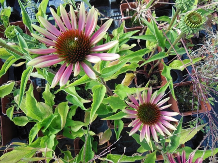 Rudbeckia "Green Twister"