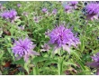 Monarde menthe