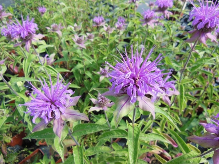 Monarde menthe