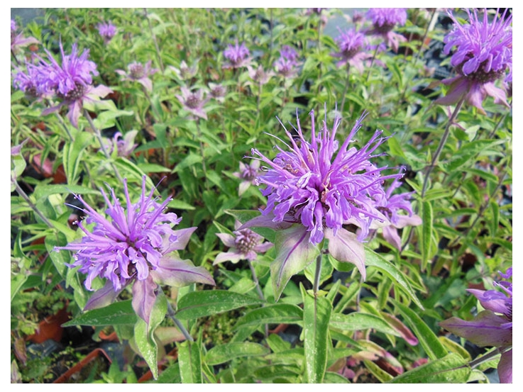 Monarde menthe