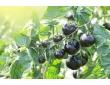 Tomate cerise Blue Berry