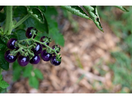 Tomate ronde Indigo rose