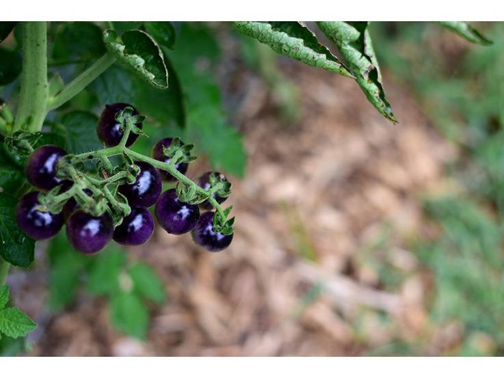 Tomate ronde Indigo rose