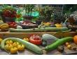 Courge Tromboncino d'Albenga