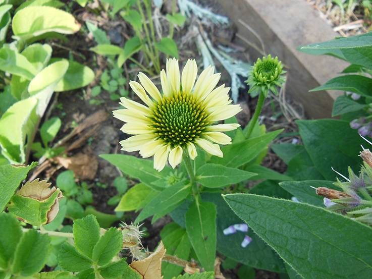 Rudbeckia "Mellow Yellow"