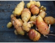 Oca blanche du Pérou