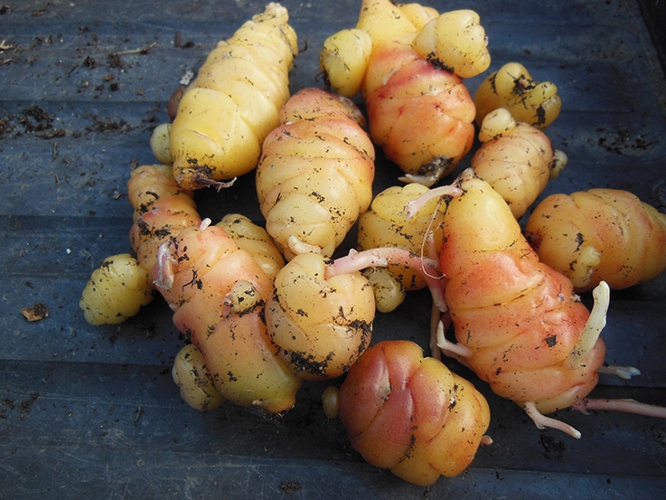 Oca blanche du Pérou