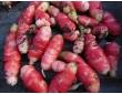 Oca rose du Pérou