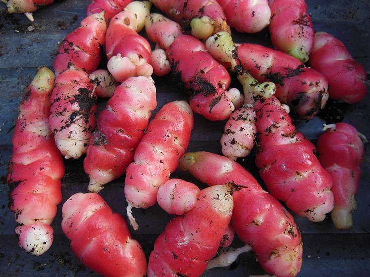 Oca rose du Pérou