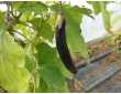 Aubergine mini violette