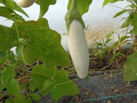 Aubergine mini blanche