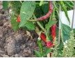Piment piquant d'Algérie