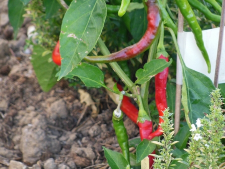 Piment piquant d'Algérie