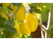 Tomate citrina