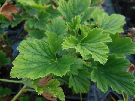 Géranium odorant Orange