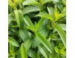 Menthe Hollywood