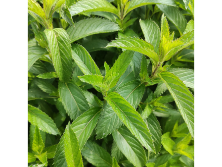 Menthe Hollywood