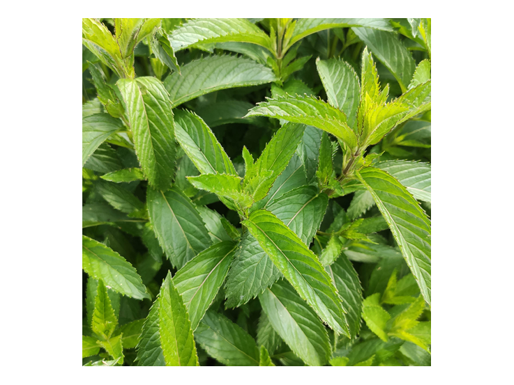 Menthe Hollywood