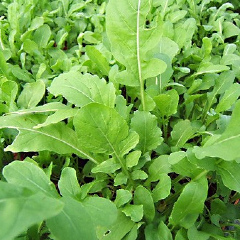 Roquette Roquette