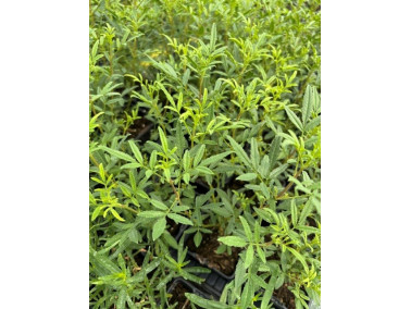 Oeillet passion - TAGETES limonii