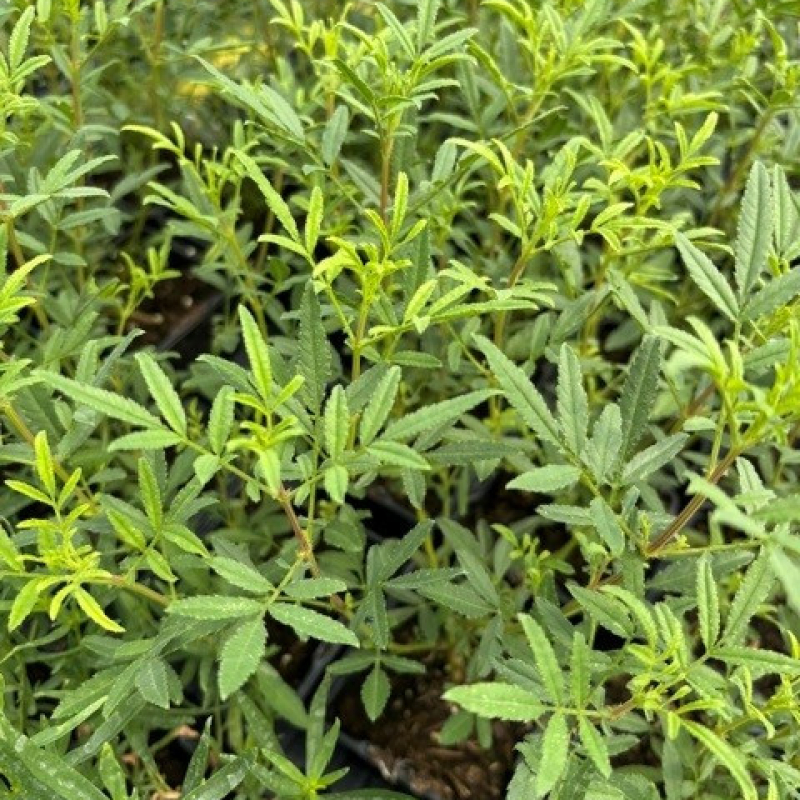 Oeillet passion - TAGETES limonii Oeillet passion - TAGETES limonii